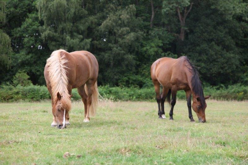 Farm Stay Luythoeve Meeuwen Eksteriør bilde